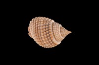 藏品(織紋螺)的圖片